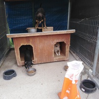 photo de livraison pour Friends for second hand paws vzw