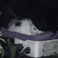photo de livraison pour Félin Pour L’Hôte