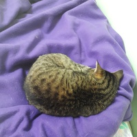 photo de livraison pour Les Amis de Michouette