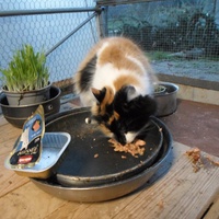 photo de livraison pour Au Rendez-vous des Animaux