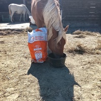 photo de livraison pour Happy Horse Day