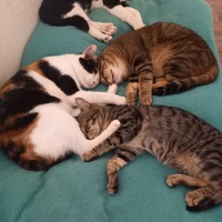 photo de livraison pour Les Pattounes de l'Espoir