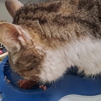 photo de livraison pour Les Chats libres de Fleurance