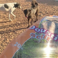 photo de livraison pour 4 Pattes Mogador