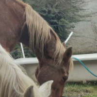 photo de livraison pour Mon Rêve en Calèche