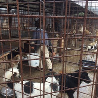 photo de livraison pour Save & Hope for Dogs