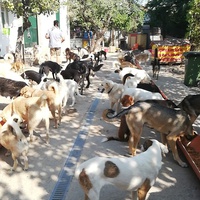 photo de livraison pour Europe4strays