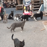 photo de livraison pour Castel Cats