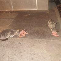 photo de livraison pour Chat Libre de l'Ile du Ramier