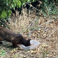 photo de livraison pour Ecole du Chat des Alpilles