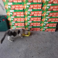 photo de livraison pour Les chats Port-Saint-Louisiens