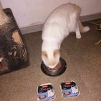 photo de livraison pour Les Chats Libres de la Canterrane