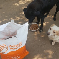 photo de livraison pour Friends for second hand paws vzw