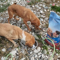 photo de livraison pour Sapa u srcu