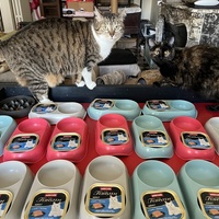 photo de livraison pour Association C.A.T.S. Chat Animal Terrien Solidarité