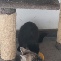 photo de livraison pour Chat Suffit a.sb.l.