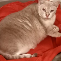 photo de livraison pour Les Pattounes de l'Espoir