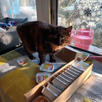 photo de livraison pour L'école du Chat d'Ollioules