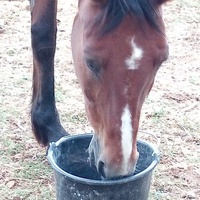 photo de livraison pour Equi-Libre : Droit à la Retraite Equine