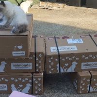 photo de livraison pour Cat Miaou