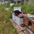 photo animal