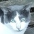 photo animal