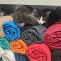 photo de livraison pour Chiens, Chats et Cie