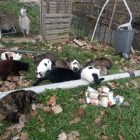 photo de livraison pour L'Esperanza