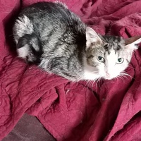 photo de livraison pour Les Chats de Cooper