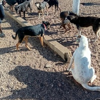 photo de livraison pour Comme Chiens et Chats Maroc