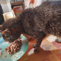 photo de livraison pour Ailes de Mitzie