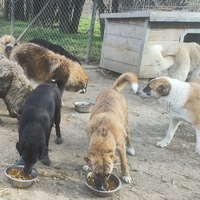 photo de livraison pour Svetlana Bjelogrlic