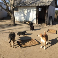 photo de livraison pour Azil Bella