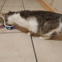 photo de livraison pour Les Chats de la Rue