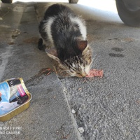 photo de livraison pour Les Chats libres de Calvisson