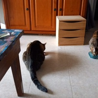 photo de livraison pour Marlychats sans toit
