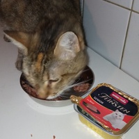photo de livraison pour Ecole du Chat Libre de Caillerot