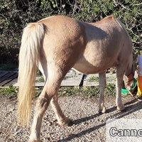 photo de livraison pour Association hippique du Caroux