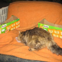 photo de livraison pour Jardin des Chats