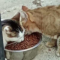 photo de livraison pour Les chats libres de Caro