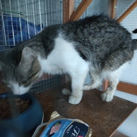 photo de livraison pour La Compagnie des Chats bleus