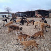 photo de livraison pour Happy Shelter Skopje