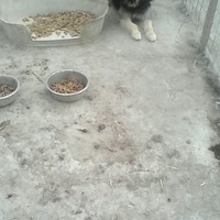 photo de livraison pour Animal Shields Oradea