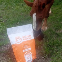 photo de livraison pour Happy Horse Day