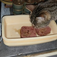 photo de livraison pour Chatia