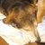 photo animal