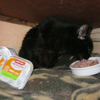 photo de livraison pour Au Bonheur des Chats Libres