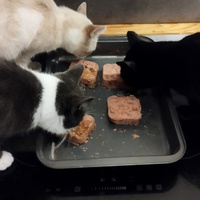 photo de livraison pour Les Chats de Cooper