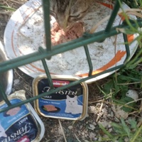 photo de livraison pour Les Chats-Pitresdelavi-Ste