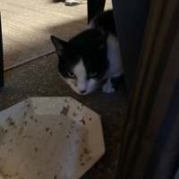 photo de livraison pour Les chats de chez nous